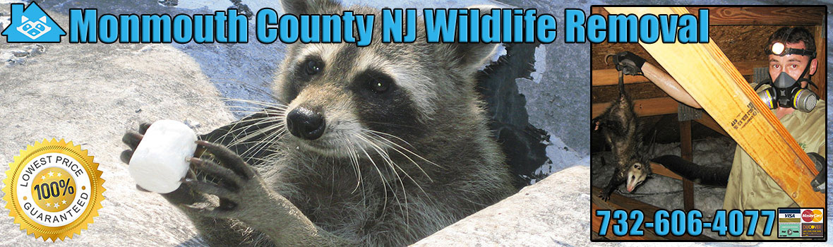 Monmouth County Wildlife and Animal Removal